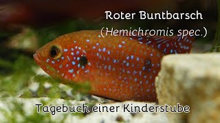 Roter Buntbarsch – Jewel Cichlid Hemichromis spec  gerafftes Tagebuch einer Fortpflanzung [upl. by Spanos]