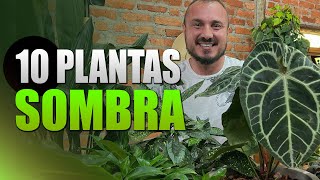 10 Plantas de SOMBRA para ambientes internos  Decore sua casa ou apê [upl. by Ky]