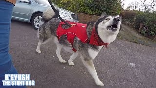 Husky Chats On A Scooter Run  Activity Tracker Test [upl. by Htidirem]