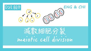 DSE BIO 減數細胞分裂 meiotic cell division [upl. by Aklam588]