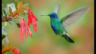 Hummingbird Sounds For 1 Hour [upl. by Eneja556]