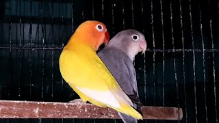 Slaty Lovebird Meets Green Lutino A Colorful Love Story [upl. by Evie755]