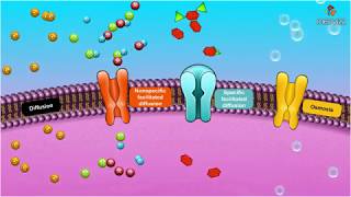 Passive Transport Special Types of Diffusion  Animated membrane physiology [upl. by Bowes]