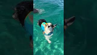 Corgis go boating for the first time [upl. by Sardella]