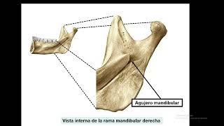 Língulas en Anatomía ¿Cuántas se describen en el cuerpo humano [upl. by Eimmak]