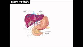 Studia scienze con il Prof lapparato digerente [upl. by Haodnanehs]