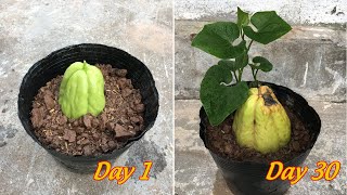 Try growing chayote in pots and the results after 30 days [upl. by Anomor]