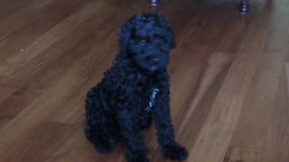 Black Australian Labradoodle Puppy [upl. by Yunick262]