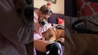 The dog turned into a balloon to find her favorite person youtubeshorts shorts animals dog [upl. by Ramonda]