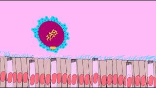 OVIDUCT TRANSPORT OF SECONDARY OOCYTE [upl. by Annasoh651]