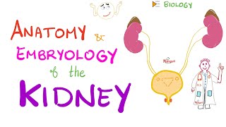 Embryology and Anatomy of the Kidney  Nephrology Basics [upl. by Terb]