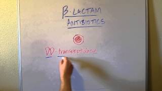 How BLactam Penicillin Antibiotics Work [upl. by Adnawaj568]