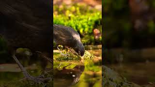 Turdus merula birds naturesoud [upl. by Gould907]