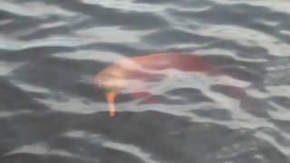 Pink Dolphins of the Rio Negro [upl. by Floridia]