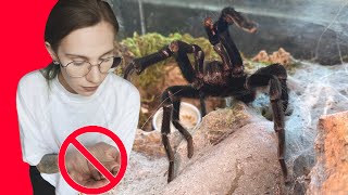 Do NOT Hold These TARANTULAS BeginnerCommon Species Edition [upl. by Imoyik]