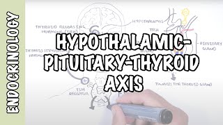 Hypothalamic Pituitary Thyroid Axis regulation TRH TSH thyroid hormones T3 and T4 [upl. by Loma737]