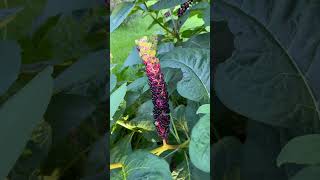 Pokeberry 😍pokeweed American phytolacca pokeweed pokeberry berry nature shortvideo [upl. by Ailemaj]