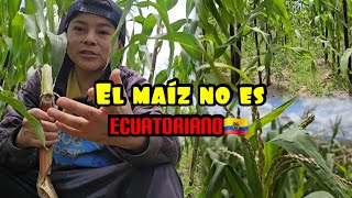 Wilsin593 El maiz no es Ecuatoriano😱🇪🇨 [upl. by Shepard]