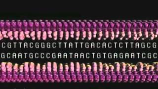 DNA Transcription Translation Replication [upl. by Nnairek]