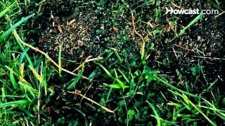 How to Get Rid of Crabgrass [upl. by Loralee]