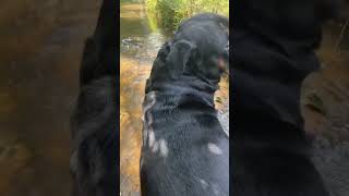 rottweiler viralshort foryou tranding [upl. by Veator255]