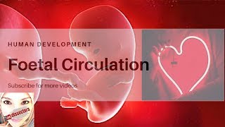 Special embryology  foetal circulation [upl. by Ellehcear]