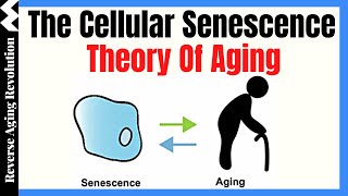 The Cellular Senescence Theory Of Aging  Dr Darren Baker Presentation Clips [upl. by Yzzik]