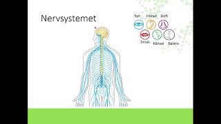 Nervsystemet [upl. by Evetta]