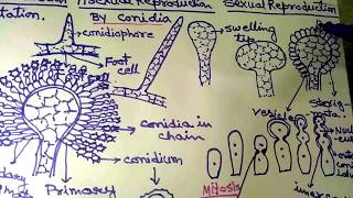 Aspergillus in Hindi Part 1 [upl. by Nyllek46]