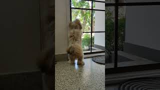 Lhasa Apso looking out front door [upl. by Fabron137]