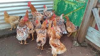 poultry farming in Kenya SASSO breed is the way to go [upl. by Eendyc]