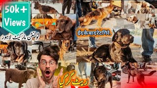 Latest Dogs Market Lahore Prices 17 DEC  Tollinton Market Lahore  Exploring with YASIR [upl. by Nemzzaj]