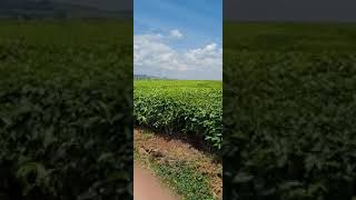 kenyas green goldkericho tea farmkericho highlandstea in Kenyabeautiful kericho [upl. by Armil]