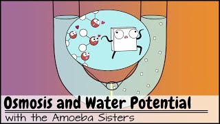 Osmosis and Water Potential Updated [upl. by Lev]