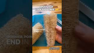 Have you ever heard of a loofah sponge before nontoxic healthy conscious [upl. by Eidnalem]