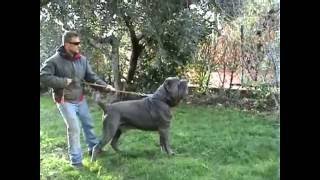 MASTINO NAPOLETANO MARCO POMPILI [upl. by Ylagam]