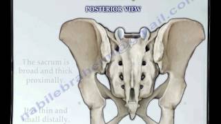 Sacrum amp Coccyx anatomy  Everything You Need To Know  Dr Nabil Ebraheim [upl. by Felipe]