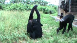 Chimpanzees show grooming handclasp  3 [upl. by Braasch]