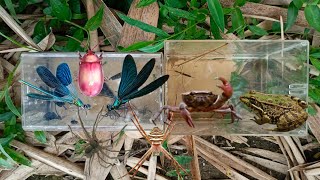 hunt damselfly and water insects spider bug water stick insect crab frog [upl. by Hyams770]