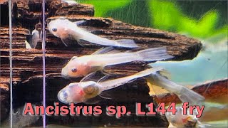 Ancistrus sp L144 fry [upl. by Geneva]