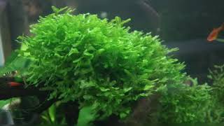 Pelia Moss  Easy to keep Aquarium Moss [upl. by Nawek871]