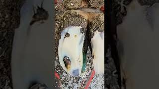 Slicing huge pieces of hoof off double sole click link for full video hooftrimming hooftrimmer [upl. by Freytag]