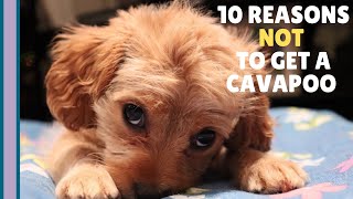 10 Reasons NOT to Get a Cavapoo Puppy 🐶 [upl. by Akenal282]