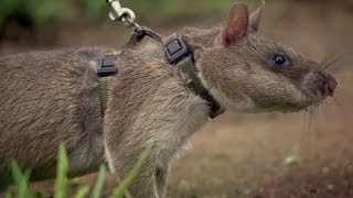 Rats Save Humans From Landmines  Extraordinary Animals  Series 2  Earth [upl. by Knowle283]