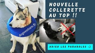 CHIEN Nouvelle collerette pour chien et chat [upl. by Atneciv425]