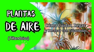 PLANTAS DE AIRE Cómo Cuidar Regar y Decorar con Tillandsias [upl. by Elder]