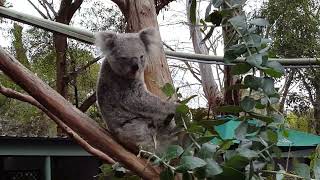 Featherdale Wildlife Park in Sydney Australia [upl. by Bernj857]