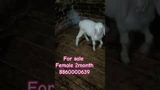 Top quality Turkey dumby 2month sale ADGoatzone dumbeviralvideo shorts ytshorts [upl. by Harrak]