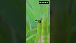 Meet the Mouse Grasshopper Natures Tiny Marvel facts life animals insects bug mouse [upl. by Jehoash]