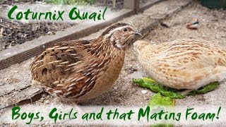 The Difference Between Male and Female Coturnix Quail  Japanese Quail Mating Foam [upl. by Adnical197]